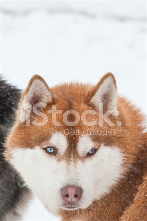 Dog Sled Race Siberian Husky Stock Photo | Royalty-Free | FreeImages