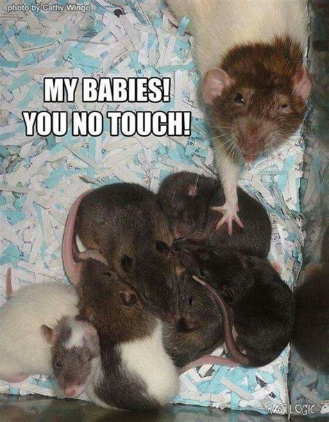 It’s Mouse Day: These Memes Will Change Your Mind About Them | Funny ...