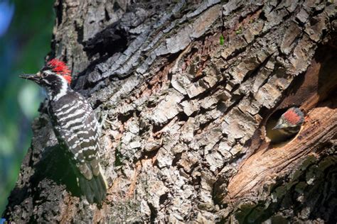 Meet the Nuttall’s Woodpecker — Sacramento Audubon Society