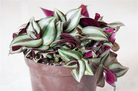 Tradescantia zebrina (Inch Plant, Silver Inch Plant, Wandering Dude ...