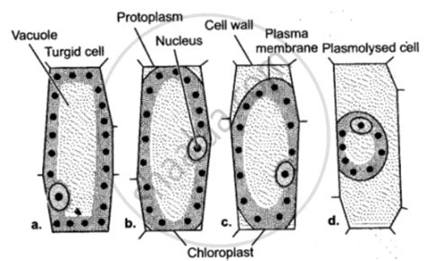 Draw A Neat Labelled Diagram Of A Plasmolysed Plant Cell : Give A Diagrammatic Representation Of ...