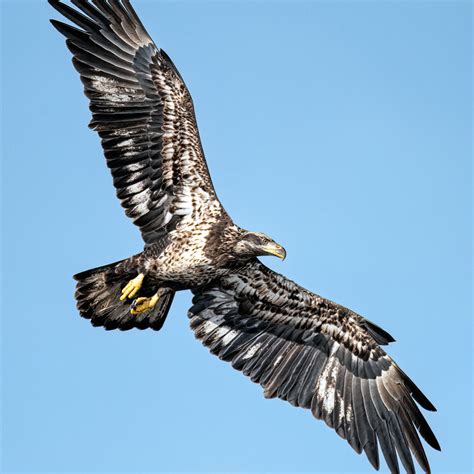 Florida Bald Eagle Photography Tours