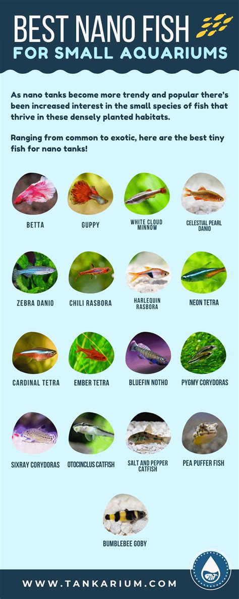 21 Freshwater Nano Fish - Different Types And Species Care Guide