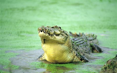 Saltwater crocodile - Australian Geographic