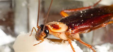 Top 3 Natural Cockroach Repellents | Rentokil Indonesia