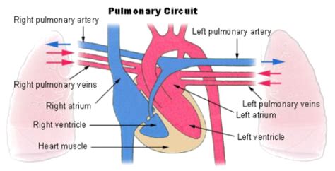 Circulatory System ‹ OpenCurriculum