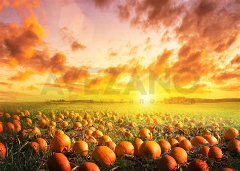 Avezano Autumn pumpkin Photography Backdrop