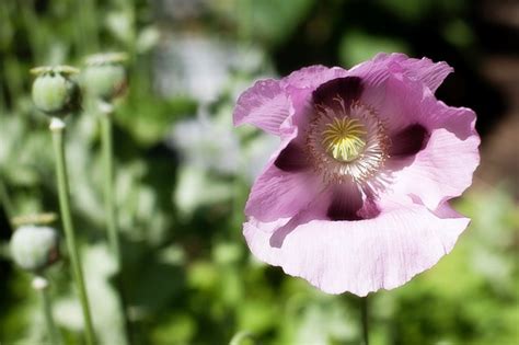 How to Plant Poppy Seeds | Hunker