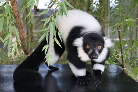 Types Of Lemurs Lemur Facts And Information, 40% OFF