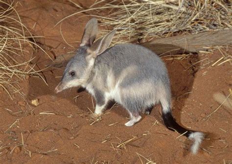 Bilby | Animal, Facts, Description, & Habitat | Britannica