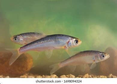 157 Silver cyprinid Images, Stock Photos & Vectors | Shutterstock