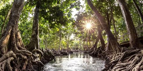 Preserving Philippine Mangroves: Why It Matters