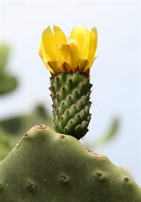 Indian Fig with Flower Yellow Stock Image - Image of plants, flower ...