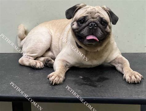 Hình Vẽ Chó Pug: Nghệ Thuật Tạo Hình Đáng Yêu