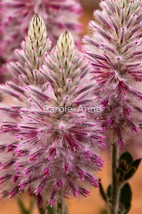 "Mulla Mulla in the Mallee at Mungo" by Carole-Anne | Redbubble