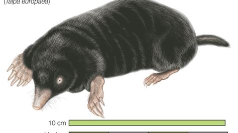 Characteristics and behavior of the moles | Britannica