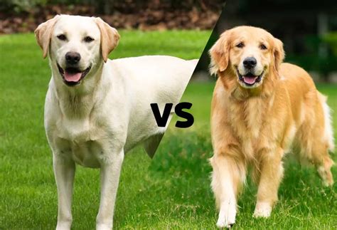 Are Labradors And Golden Retrievers The Same