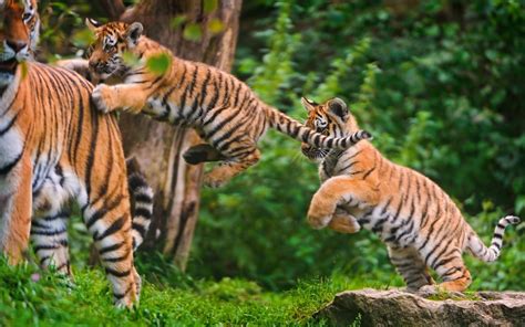 Tiger with tiger cubs on forest during daytime HD wallpaper | Wallpaper Flare