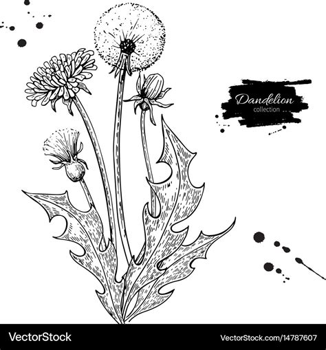 Dandelion flower drawing set isolated wild Vector Image