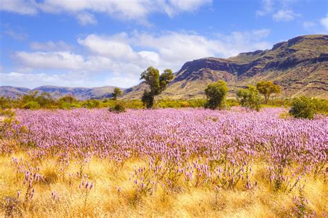 Rare Wildflower Bloom in Western Australia