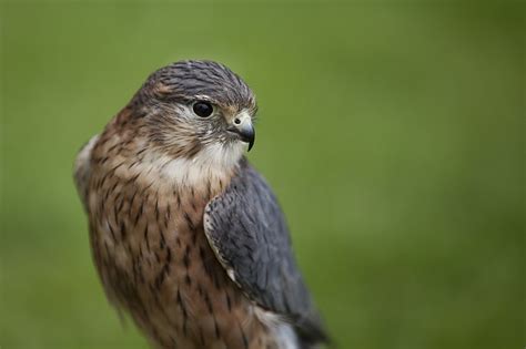 Scottish Birds | Scottish Birds of Prey & Garden Birds | Highland Titles