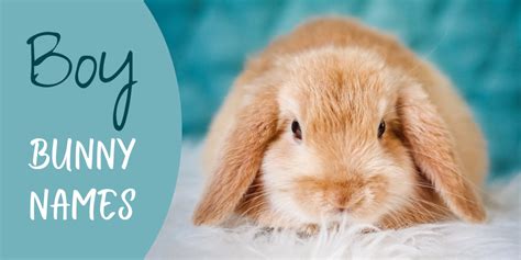 350+ Bunny Names for Your Floppy-Eared Friend (From Acorn to Zeus) - PetHelpful