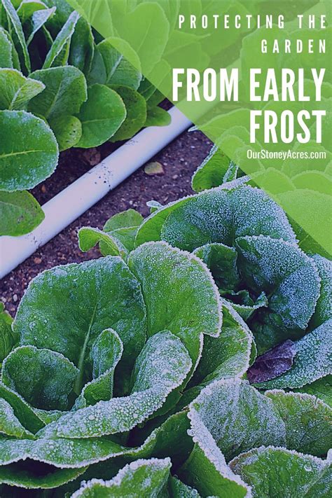 Protecting your garden from Early Frost in 2020 | Fall garden ...