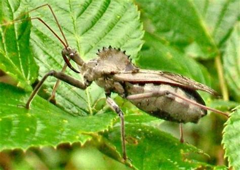 Unusual insect in Southwestern Ohio - Arilus cristatus - BugGuide.Net