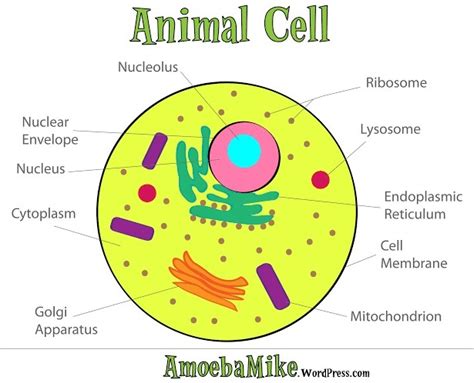 Please send pic of Animal cell diagram according to Class 8 - Brainly.in