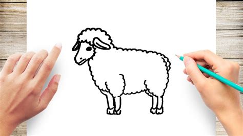 Sensational Tips About How To Draw Sheep - Airportprize