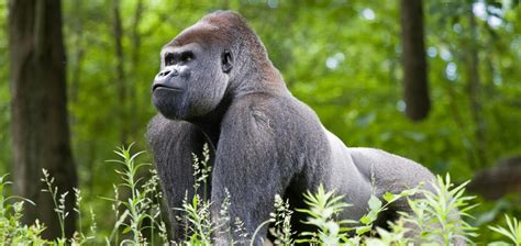 Biggest silverback gorilla - kesiliron