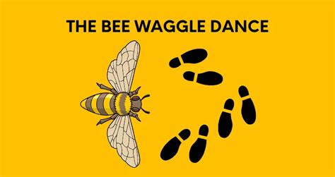 Bee Dance: Discovery, Purpose & Details of The Bee Waggle