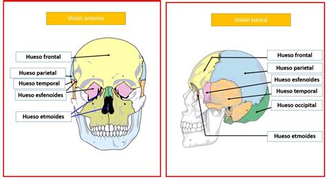 Huesos del cráneo | Dolopedia