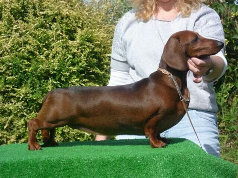 63+ What Size Is A Standard Dachshund Photo - Bleumoonproductions