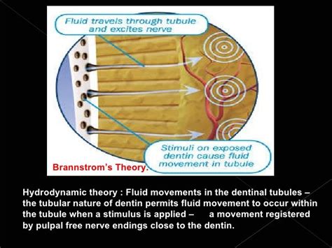 Histology of dentin