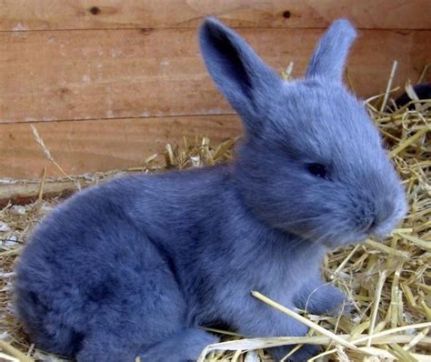 This is a REAL breed of rabbit called the Blue American Rabbit