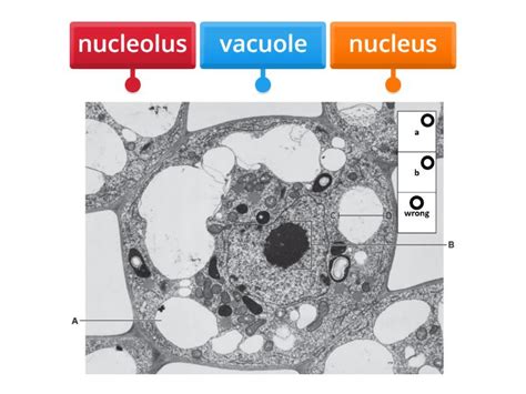 Cellular components of a sago pondweed cell - Labelled diagram