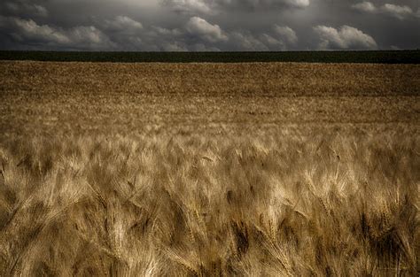 Field of the Cloth of Gold Photograph by Nigel Jones - Fine Art America