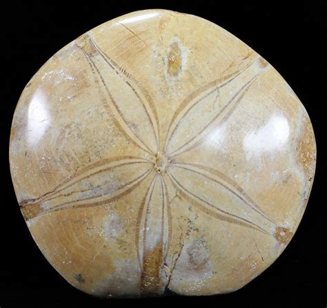 3.4" Polished Fossil Sand Dollar (Mepygurus) - Jurassic For Sale ...