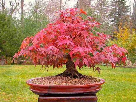 Japanese Maple Branches Dying: Causes, Prevention, and Solutions | PlantGardener