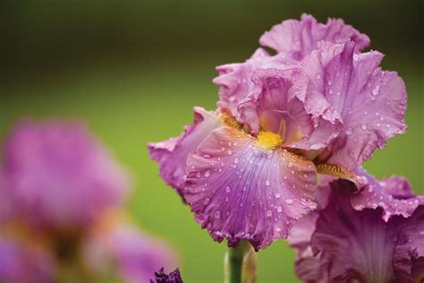 tennessee state flower facts - Lettie Shepherd