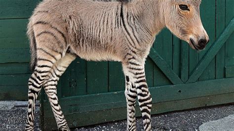 Dear Sweet Tiny Jesus, It's a Baby Zonkey