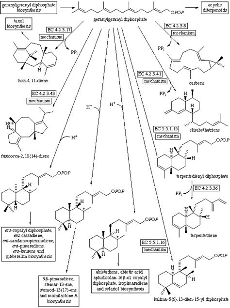 Diterpenoid biosynthesis