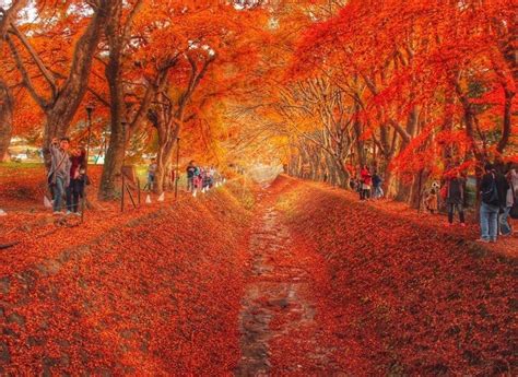 Fujikawaguchiko Autumn Leaves Festival – Highlight Finder