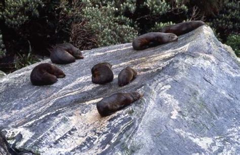 Milford Sound Wildlife | Cruise Milford