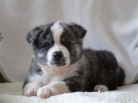 Akita Puppies Pictures and Information | Puppies Dog Breed Information ...