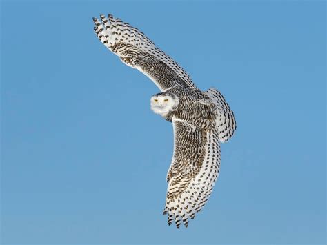 Are Snowy Owls Endangered? (Threats, Numbers + FAQs) | Birdfact