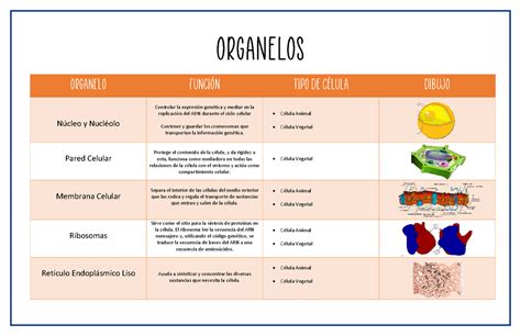 Organelos de la célula animal y vegetal, funciones de cada organelo y donde se encuntran - Studocu