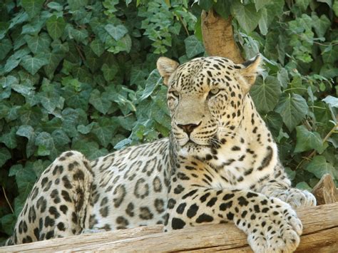 File:Persian Leopard sitting.jpg - Wikipedia, the free encyclopedia
