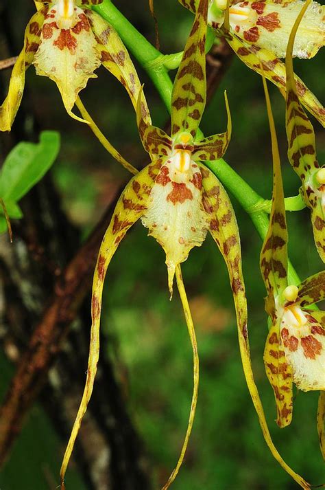 Genus: Brassia ( ) : Go Orchids